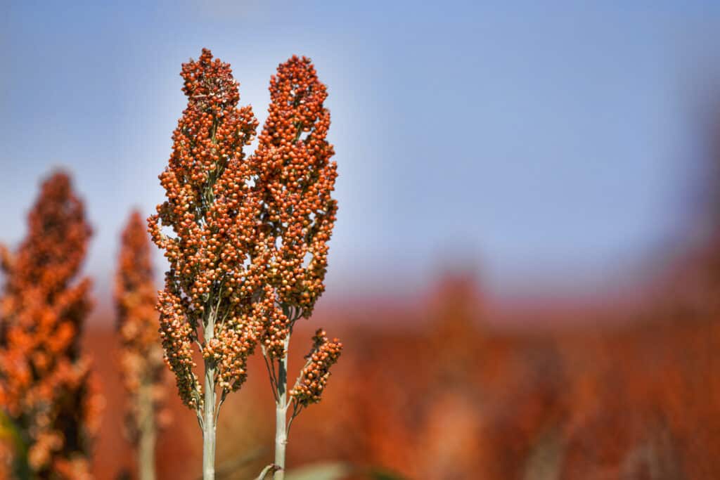 Sweet Sorghum stalk and seeds - biofuel and food