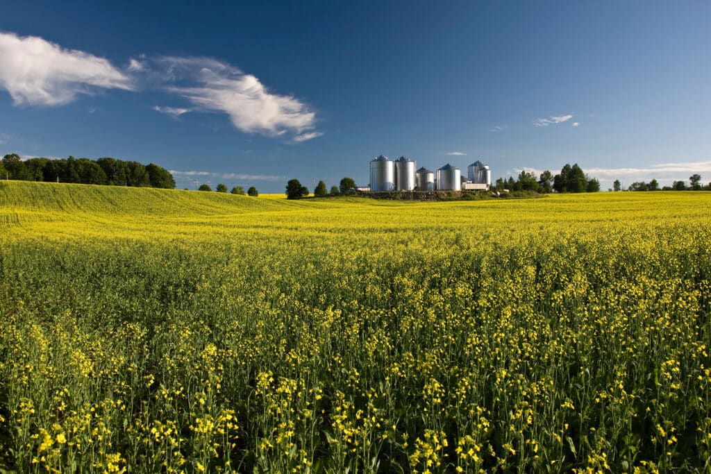 field with yellow flowers for biofuel with blue sky