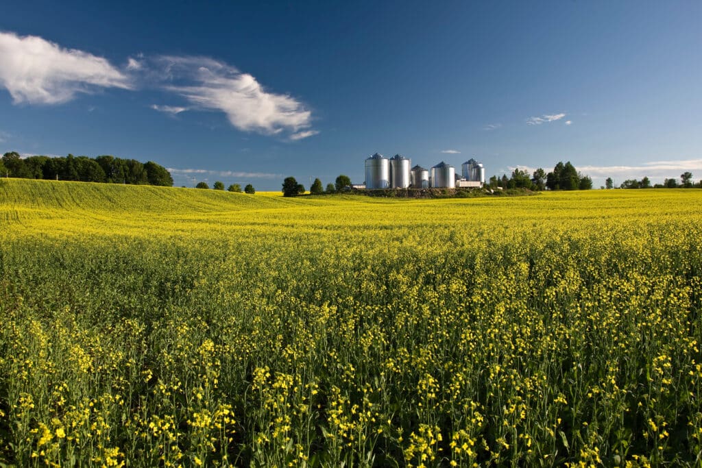 yellow field with crops for biofuel